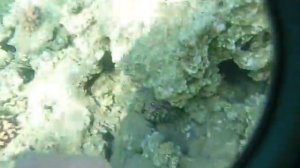 Батискаф в Египте. Красное море, глубина 20м.