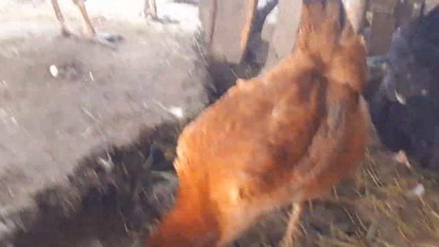 Юрловские голосистые,размеры кур и яйца заставили задуматься нас о содержании всех кур других пород смотреть онлайн