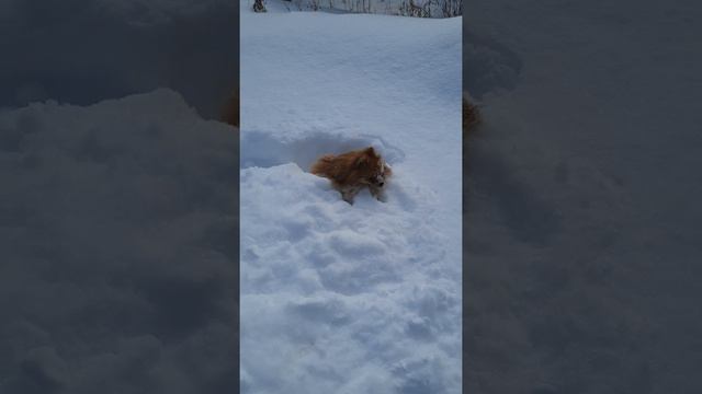 собака в снегу смотреть онлайн