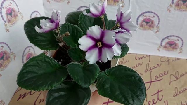 Фіалка РС-Кумир (2018 р.) спорт смотреть онлайн