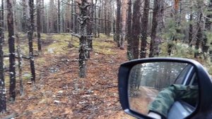 Гриб белый -Боровики - Красный стекловар 17.10.17 №2