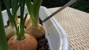 Повреждённый лук Штутгарт. Тест на скорость выгонки.