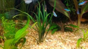 аквариум 65 литров часть 2