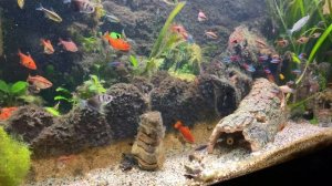 4K 300 Fishes AQUARIUM | NO MUSIC 4 HOURS ? | RELAXING ??? FISH 4K #RELAXTIME