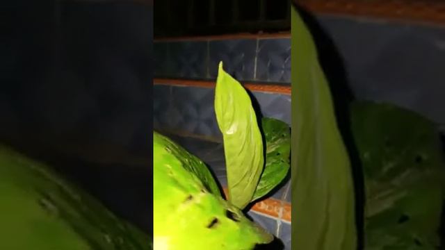 Tanaman Scindapsus Trebuii Pearl adn Jade смотреть онлайн