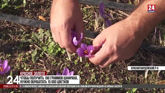 В Крыму собирают одну из самых дорогостоящих пряностей мира – шафран