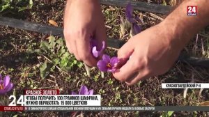 В Крыму собирают одну из самых дорогостоящих пряностей мира – шафран
