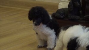 Kennel poodles Gently Born. Russia/ Питомник пуделей Джентли Борн. Россия