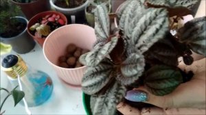 Мои комнатные растения. Пилея нордфолк. Пересадка и уход