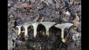 Infundibulicybe gibba sin. Clitocybe gibba