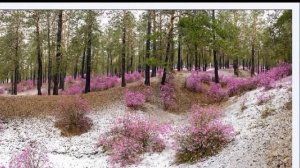 Где-то багульник на сопках цветёт!!!