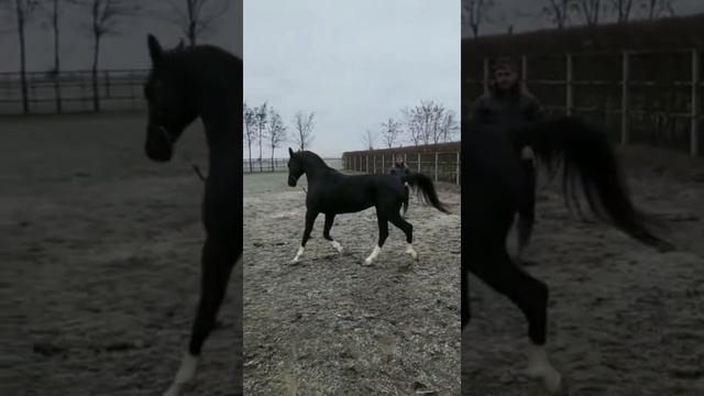 Вороной Арабский жеребец из Польши на продажу.
