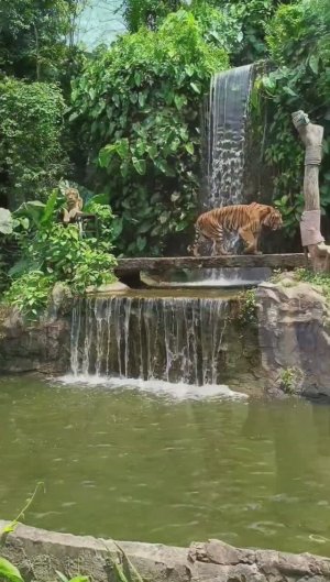 Зоопарк Кхао Кхео. Фламинго. Бегемот. Слон. Тигр. Таиланд. Паттайя 2024 / Khao Kheo Zoo #таиланд