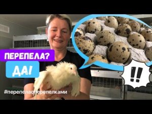 Перепела. Лайфаки содержания и кормления птички. Результат. Большое яйцо.