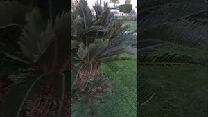 Семена цикаса на пальме в Хургаде