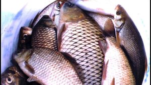 РЫБАЛКА НА АМУРЕ, На что поймать карася, наживка на карася,fishermandv.27rus