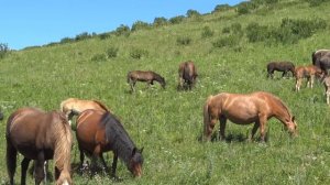 Жеребец Ротмистр вернулся/ The stallion Rotmistr is back