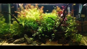 ВЫБОР МЕСТА И ТУМБЫ ДЛЯ АКВАРИУМА