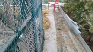 Бургундские кролики в вольере