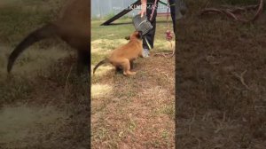 Щенок малинуа 1,5 месяца