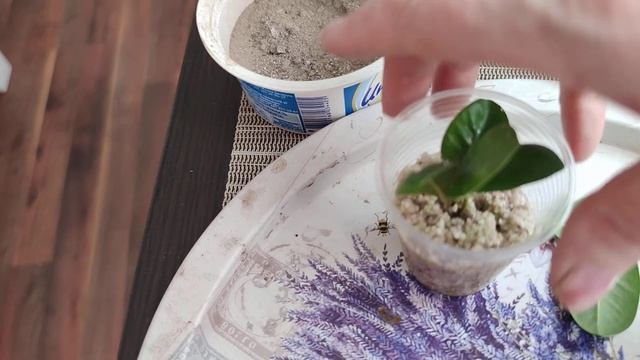 Как размножить фикус микрокарпа смотреть онлайн