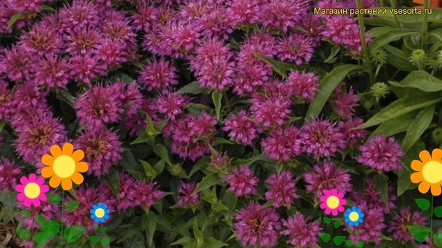 Монарда гибридная Балми Перпл. Краткий обзор, описание характеристик мonarda hybr. Balmy Purple смотреть онлайн