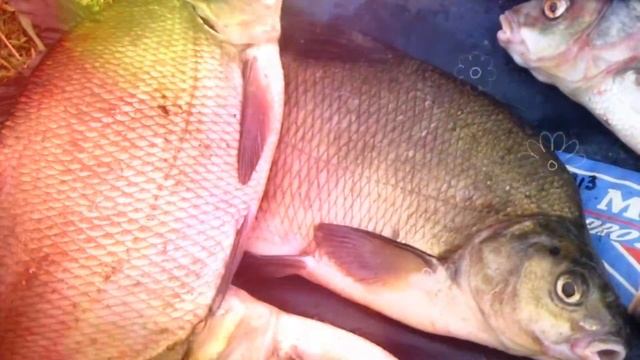 МЯСО ЛЕЩА ПОЛЬЗА И ВРЕД | лещ описание, рыба лещ калорийность