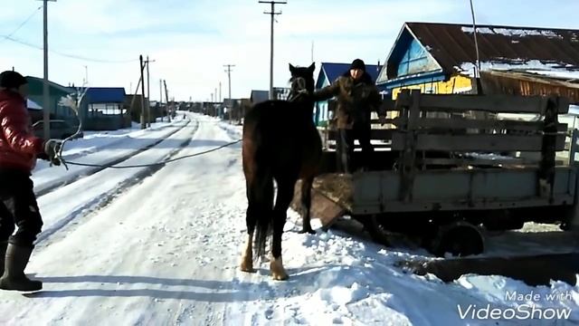 Погрузка и транспортировка лошади.Жесть. смотреть онлайн