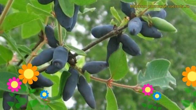 Жимолость съедобная Бакчарская. Краткий обзор, описание характеристик lonicera edulis Bunker Hill смотреть онлайн