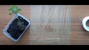 Как упаковать саженцы растений для отправки почтой. 4 разных способа!