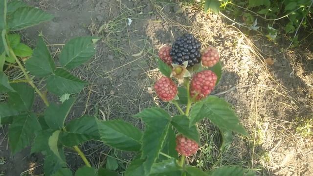 Обзор ежевики Черная Магия/ Blackberry Black Magic