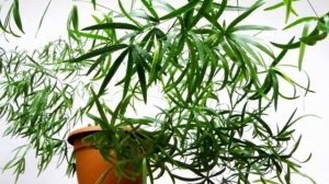 Как поливать аспарагус. Полив и влажность воздуха для аспарагуса.