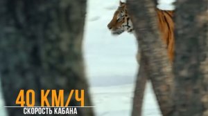 Амурский тигр – быстрый и опасный Владыка тайги! Самый крупный из семейства кошачьих!
