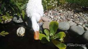 Растения для водоема. Живой фильтр для пруда Пистия