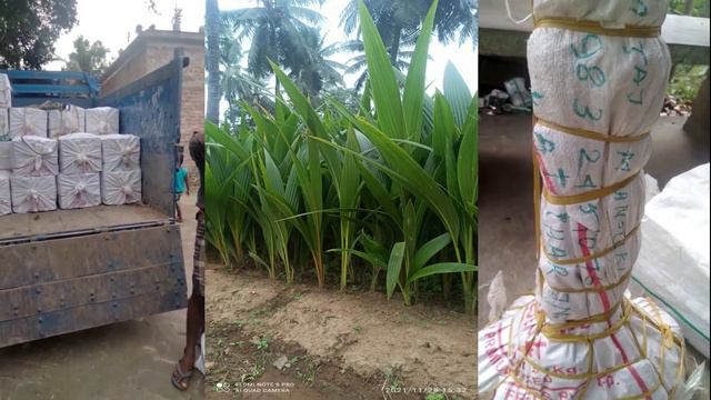 Jackfruit Plant | Coconut Plant | Imran Nursery | Kolkata