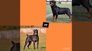 Кане корсо против ротвейлера