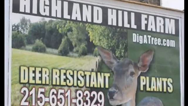 Cheap Fast Growing Trees  Betula Nigra   River Birches смотреть онлайн