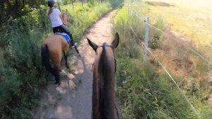 Работа с Трампом в поле|Галоп и рысь от первого лица