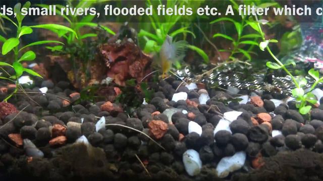 Honey Gourami Care Tips смотреть онлайн