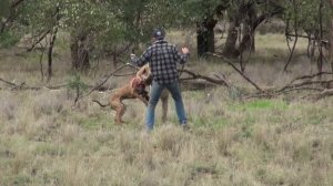 Парень ударил кенгуру защищая свою собаку Оригинал