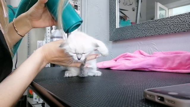 Котята в добрые руки. Груминг-салон