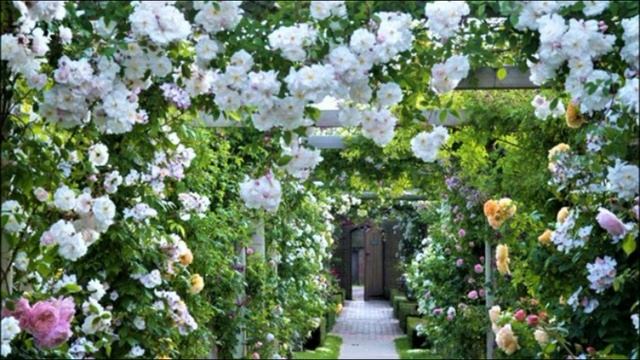 Я войду в цветочный город смотреть онлайн