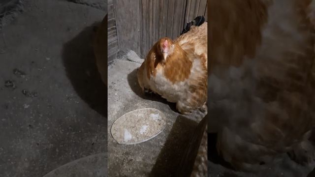 Как развести павлинов. смотреть онлайн