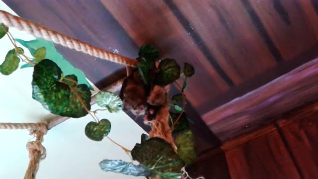 Трогательный зоопарк. Рязань 4 смотреть онлайн