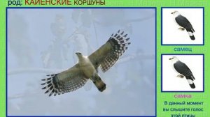 Коршун осоед. Часть 3. Голоса птиц