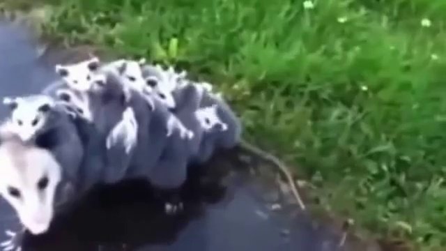 Семья странников
