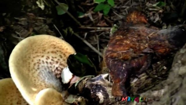 Гриб Пестряк. Трутовик Чешуйчатый Съедобный. смотреть онлайн
