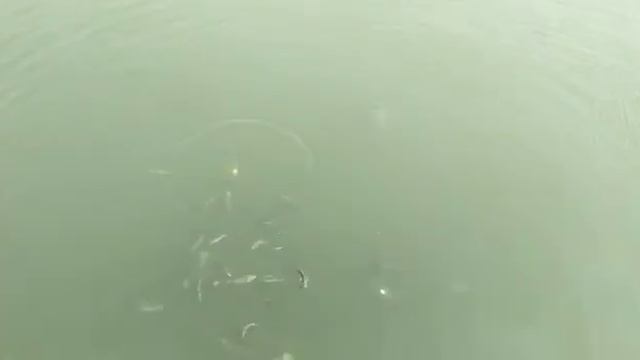 Каспийские рыбы питаются с САМСОЙ. #бакубульвар #рыбы #самса #море смотреть онлайн