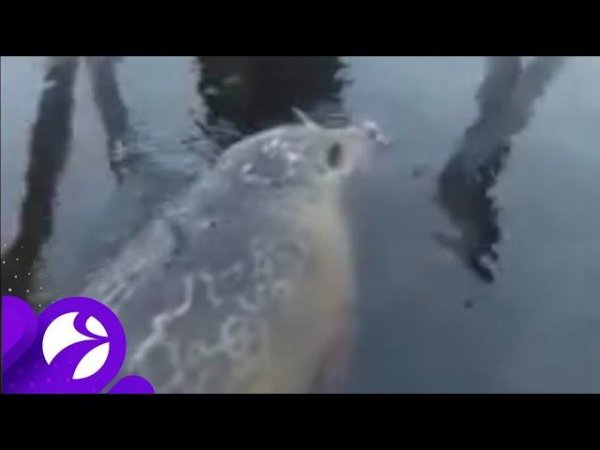 Она вернулась! Красавица - нерпа снова заплыла в крещенскую купель в Ямбурге