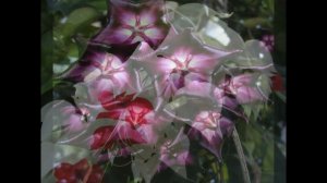 Цветущие лианы ( ХОЙЯ )